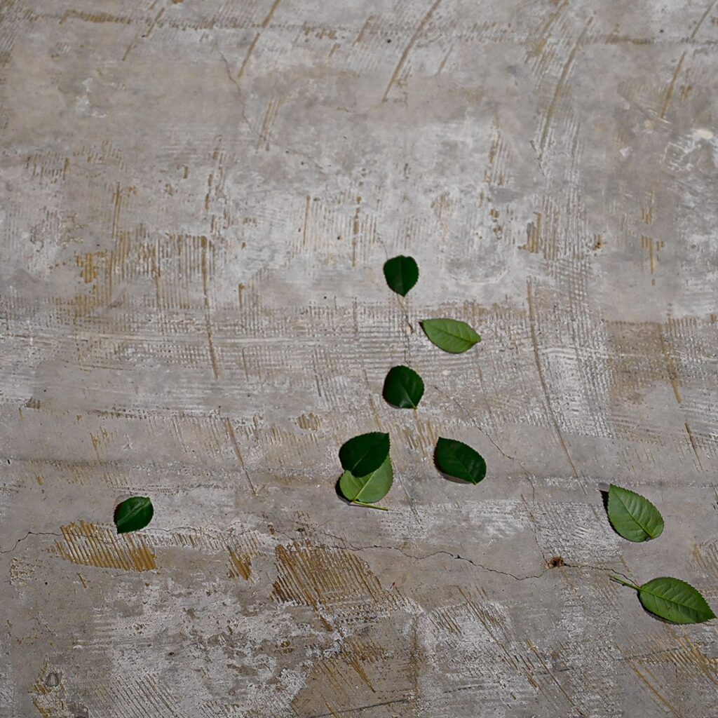 コンクリート調の床と葉っぱ